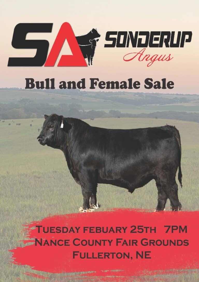 Sonderup Angus Bull & Female Sale 2024