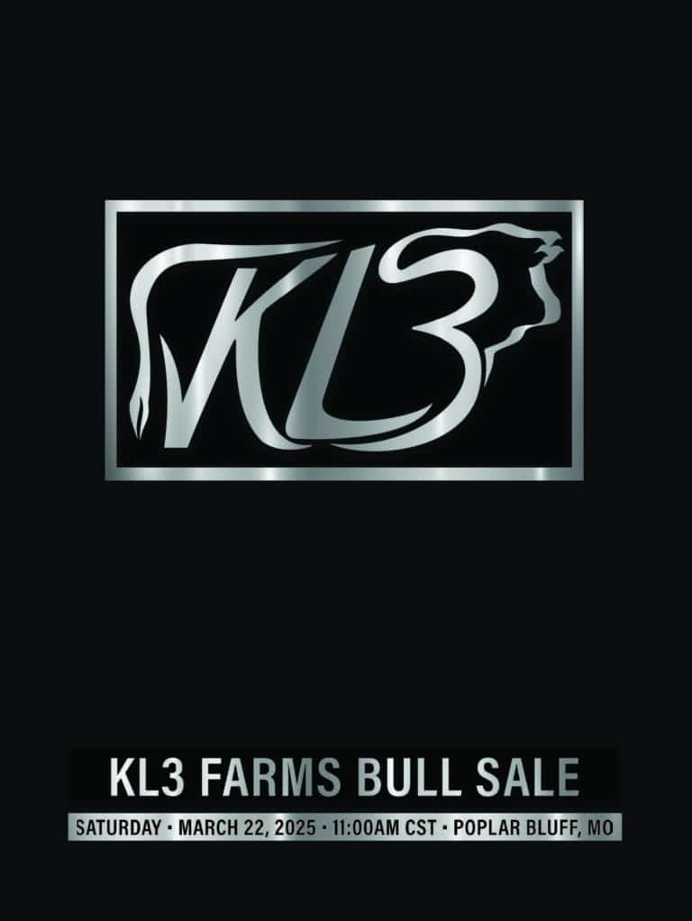 KL3 Bull Sale 2025